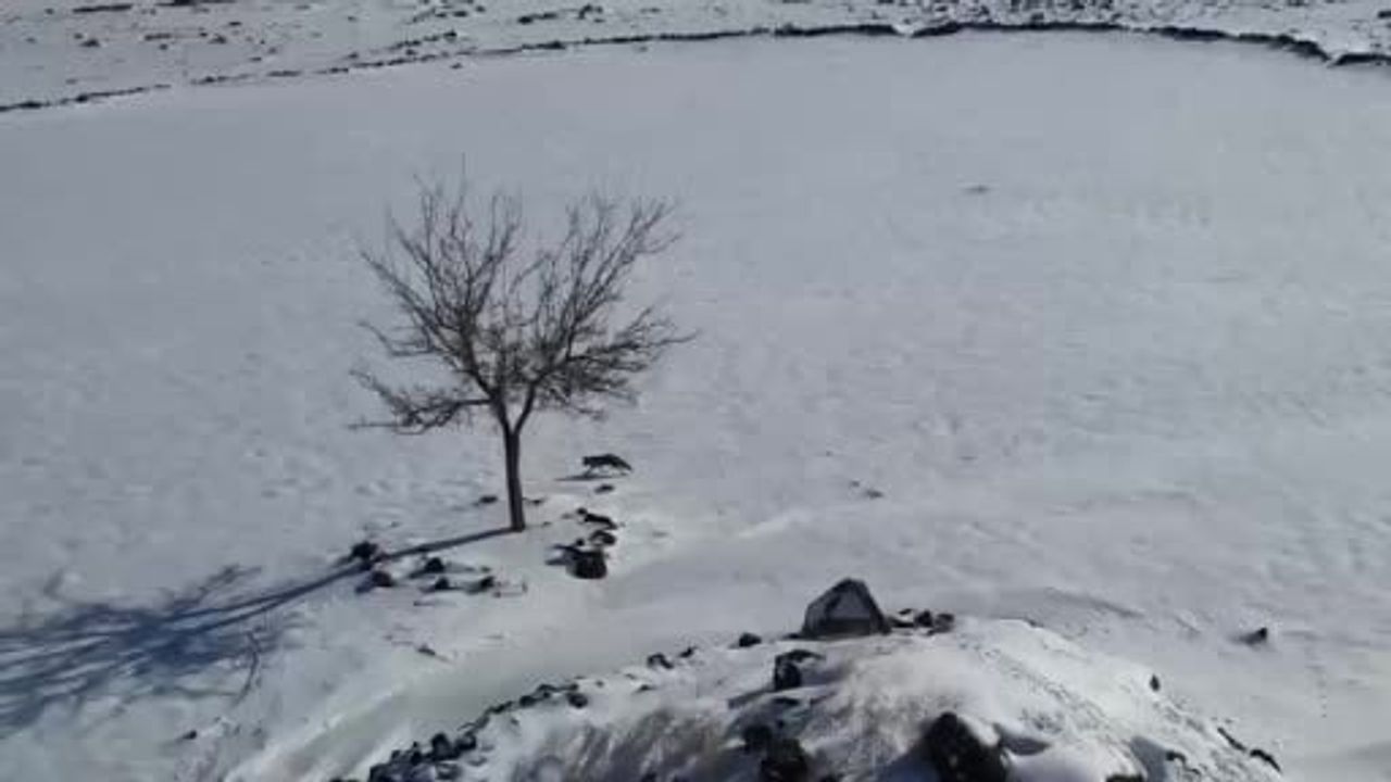 Tilki ve Dron Arasında Eşsiz Bir Mücadele