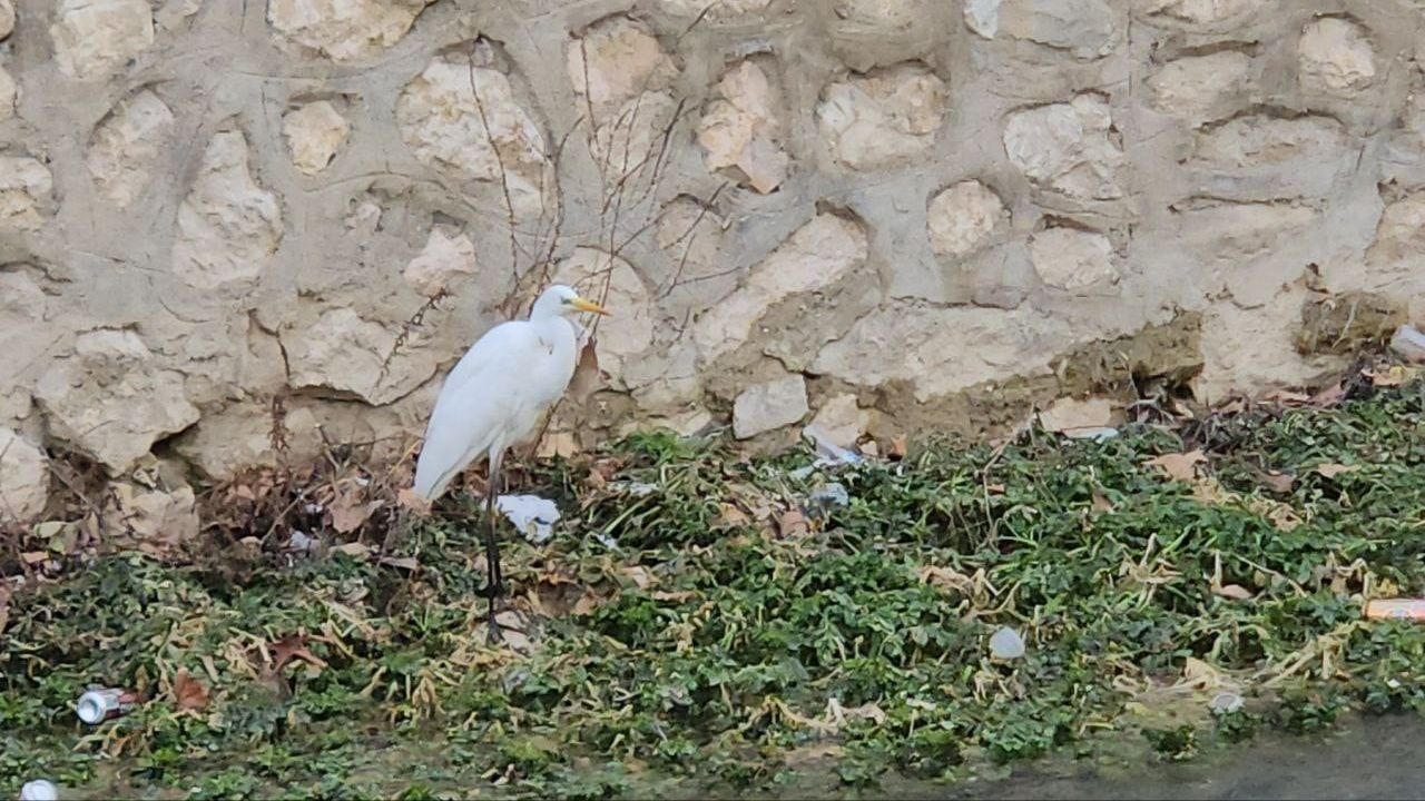 Tohma Çayı'ndaki Balıkçıl Kuşu Büyük İlgi Görüyor