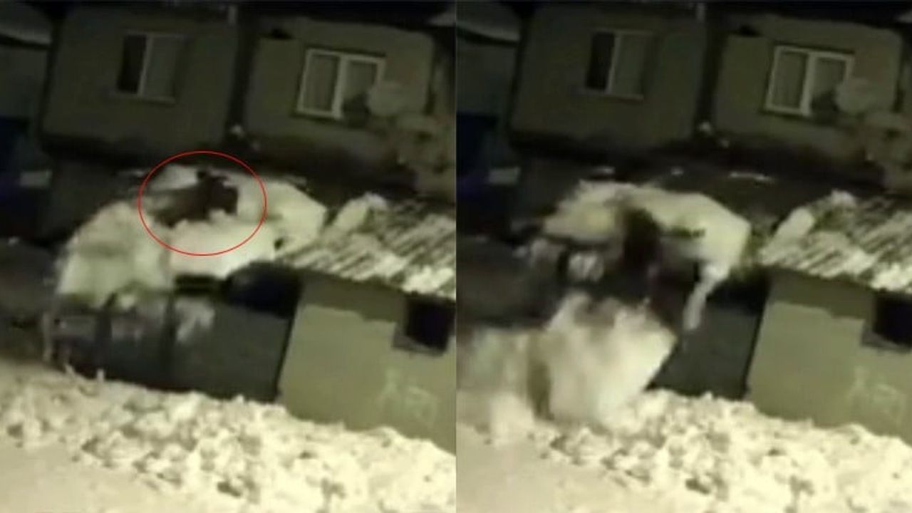 Tokat'ta Garaj Çatısında Kar Temizleyen Vatandaş Düşerek Yaralanmadı