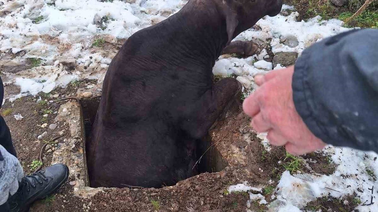 Tokat'ta Su Kuyusuna Düşen İnek Kurtarıldı