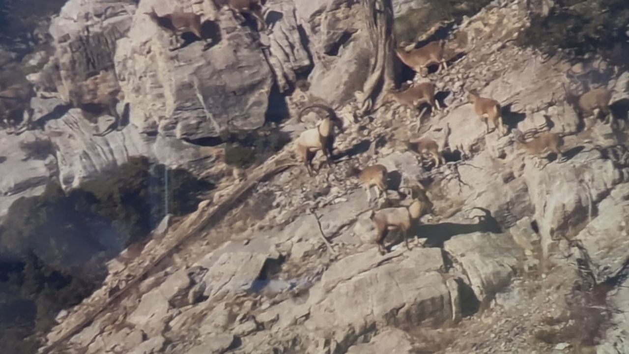 Toros Dağları'ndaki Yaban Keçileri Koruma Altında