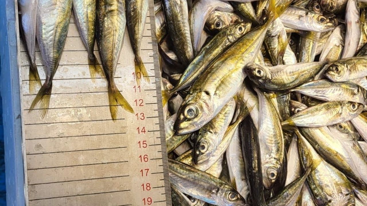 Trabzon'da 2025 Su Ürünleri Denetimleri: 43 Kişiye Cezalar Uygulandı