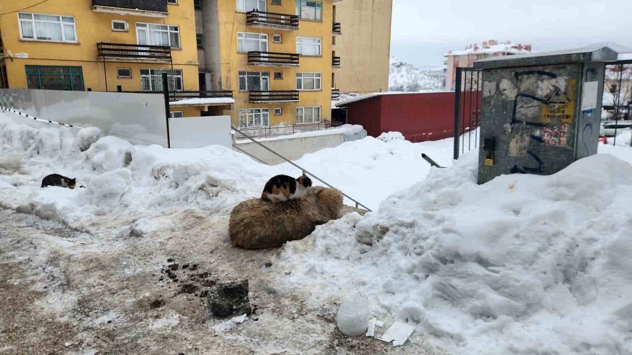 Tunceli'de Kedi ve Köpeğin Sıcak Dostluğu