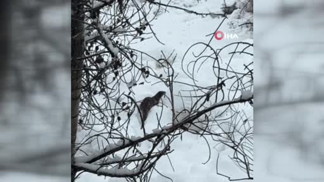 Tunceli'de Nadir Anlar: Su Samuru Kamerada