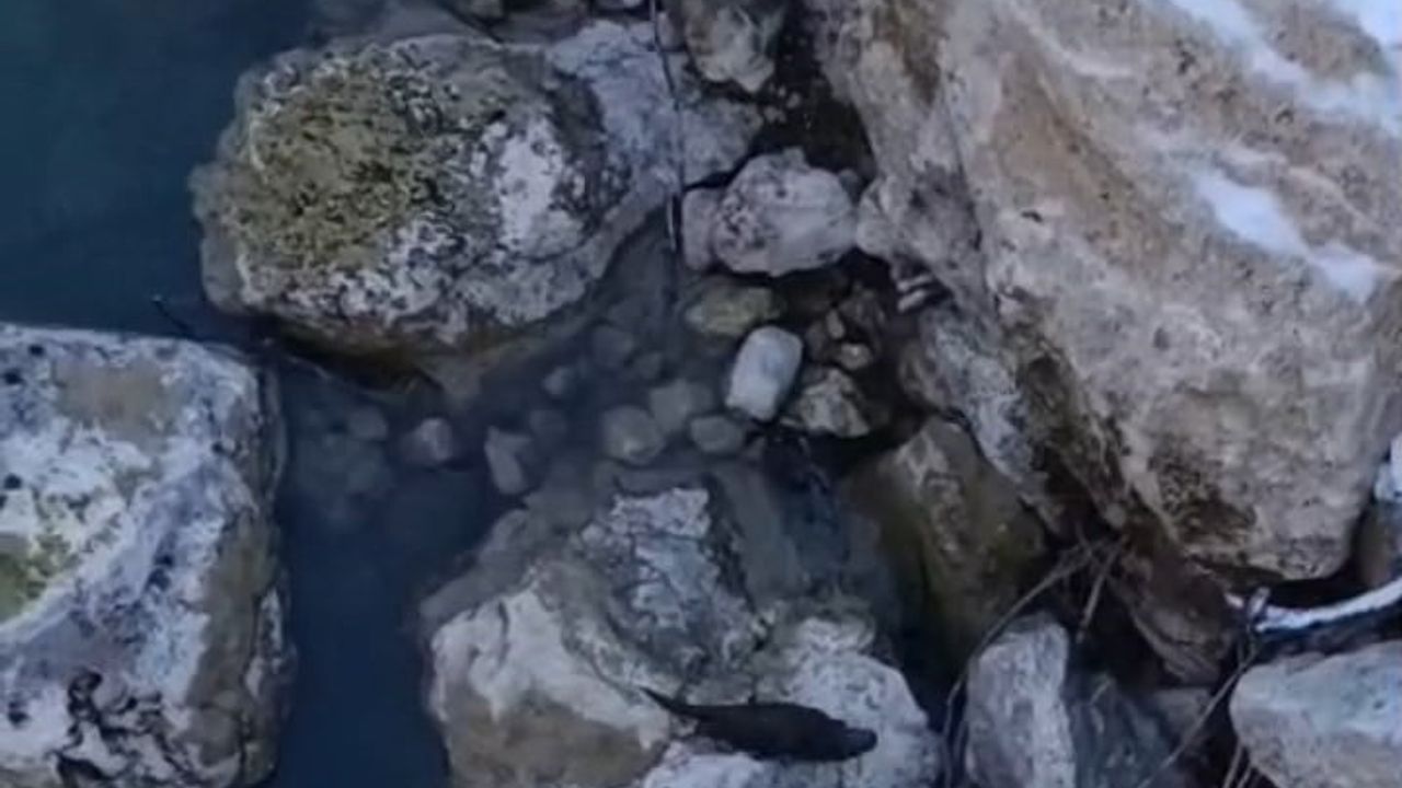 Tunceli'de Su Samurları ve Gençlerin Buz Gibi Macerası