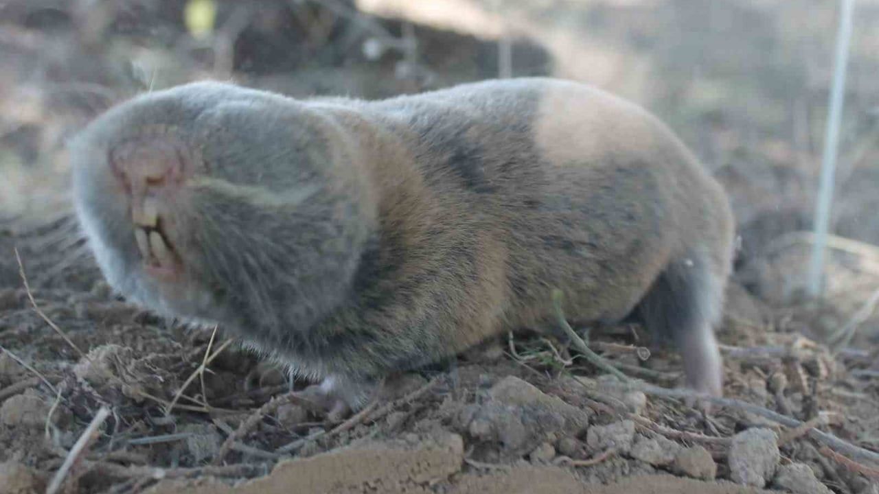 Üç Yeni Endemik Fare Türü Keşfedildi