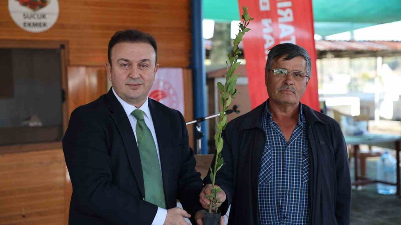 Ula'da Üreticilere Defne Fidanı Dağıtımı