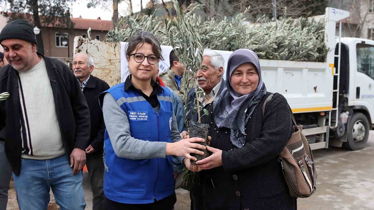 Ula'da Üreticiye Zeytin ve Ceviz Fidanı Desteği