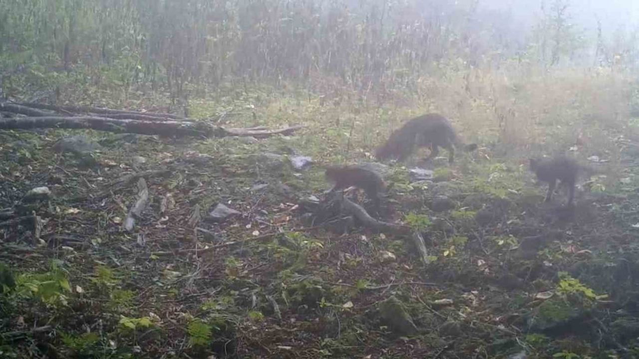 Uludağ'da Yaban Kedisi Annelik Görüntüleri