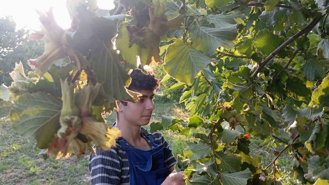 Uludağ’ın Fındığı Daha Fazla Destek Bekliyor