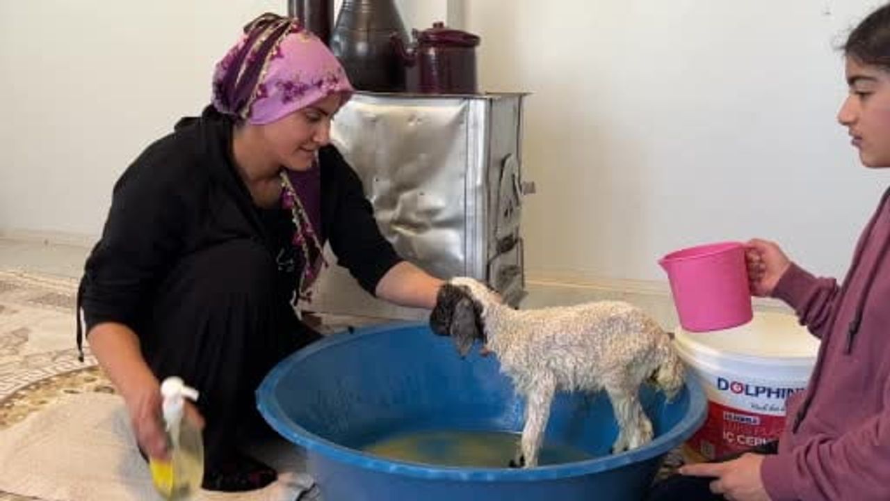 Umut: Annesiz Kalan Kuzu Ailenin Yeni Üyesi