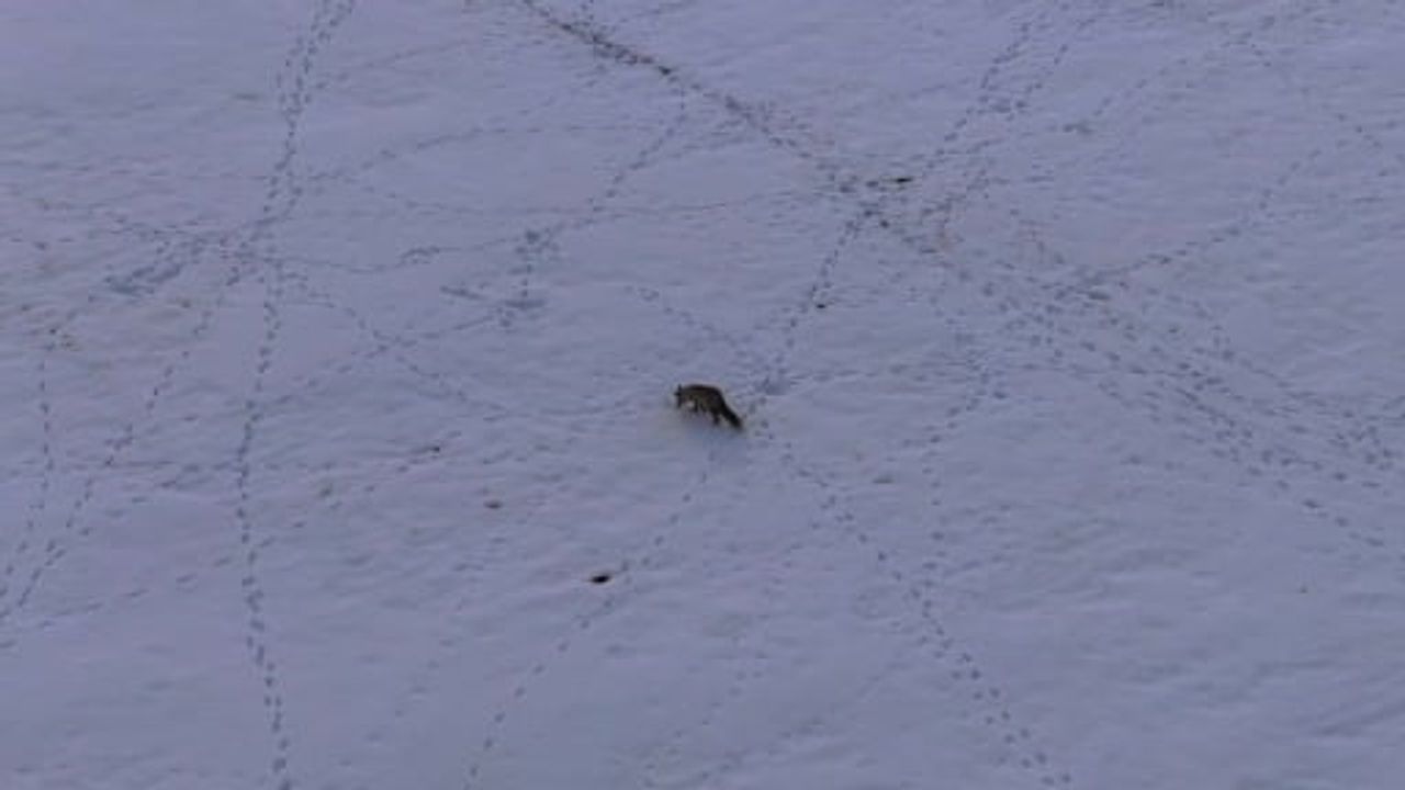 Van'da Tilkilerin Kar Altındaki Fare Avı Görüntülendi