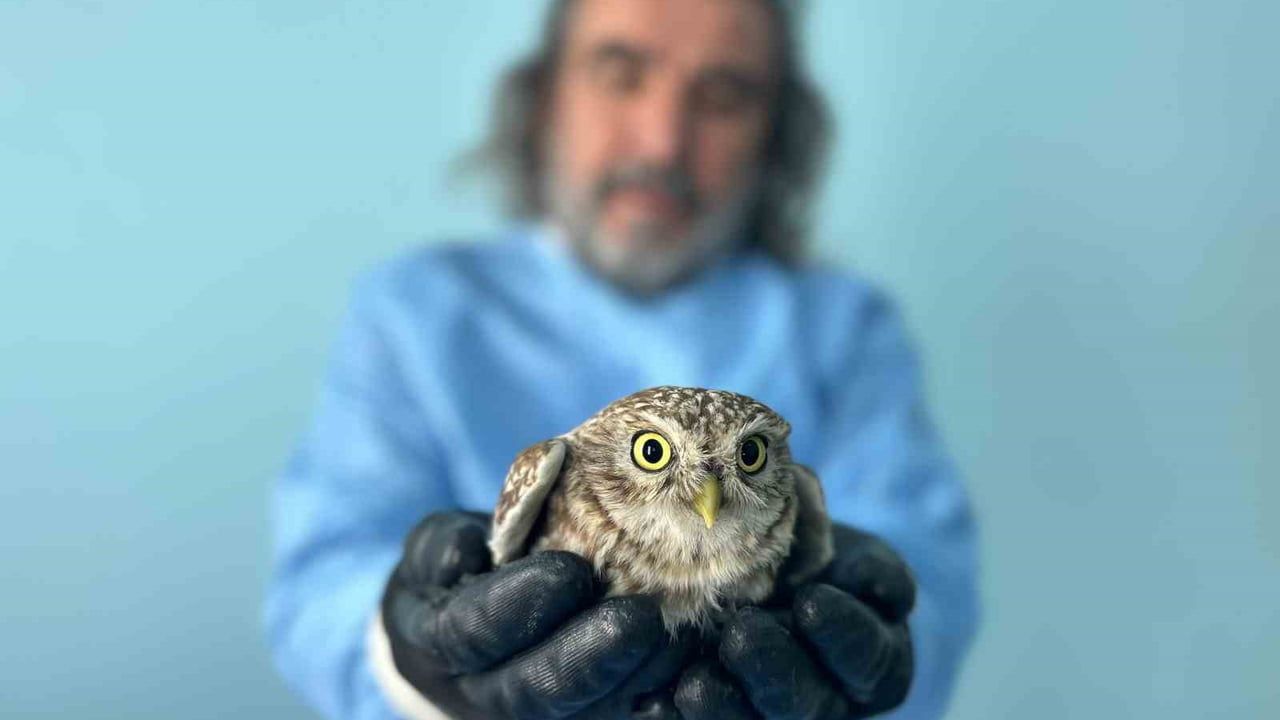 Van’da Yaban Hayvanlarına Şefkatli Yaklaşım