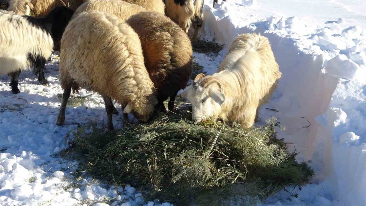 Van'ın Çatak İlçesinde Besicilerin Kış Mücadelesi