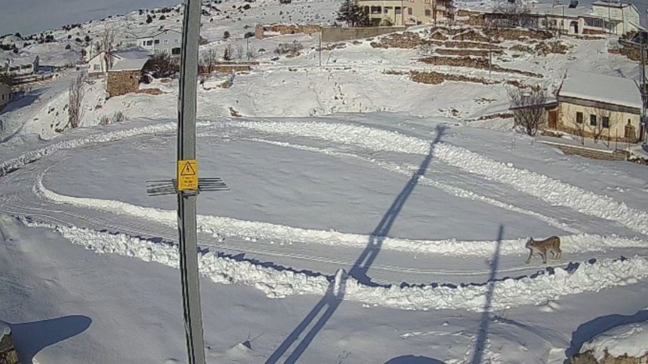 Vaşak Tavşan Avladı: Doğanın Gerçekleri Kamerada