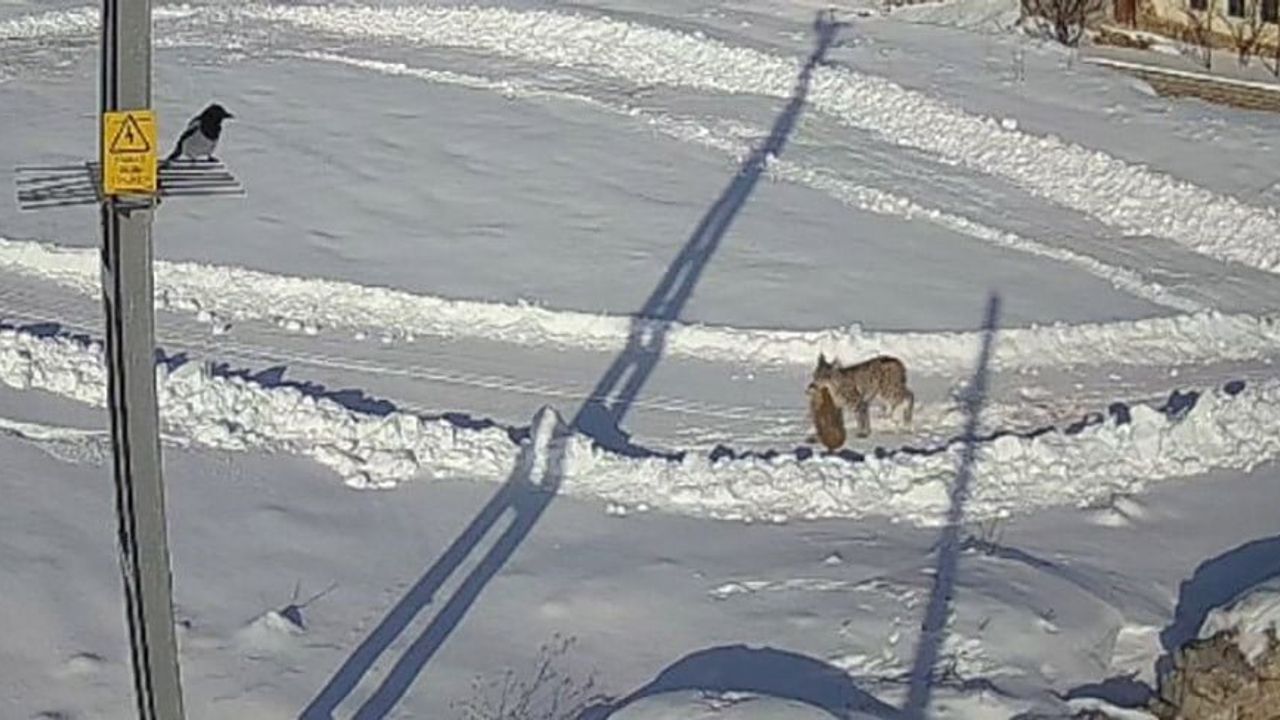 Vaşak ve Kurtlar Arasındaki Sıra Dışı Kovalama Anları Kameraya Yansıdı