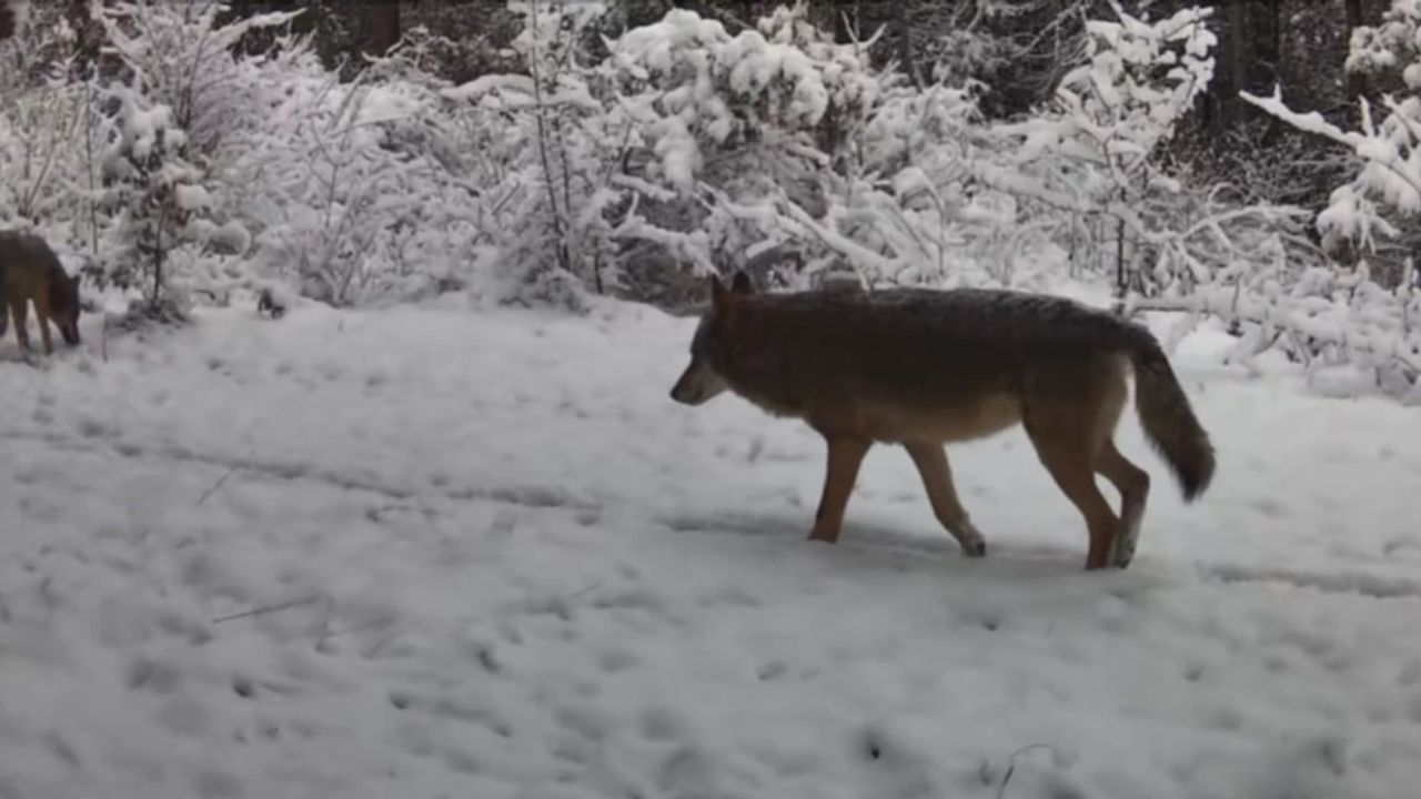 Vaşak ve Kurtlar Fotokapanda Görüntülendi