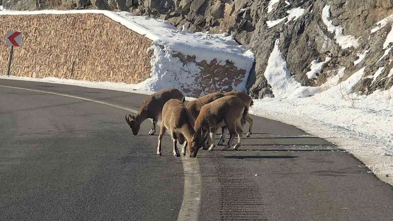Vauk Dağı'nda Dağ Keçileri Görüntülendi