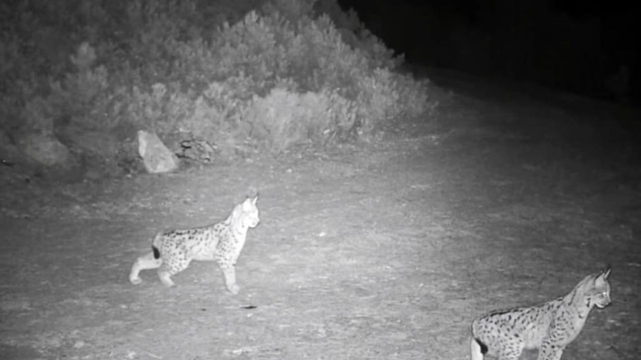 Vavaşakların Gizemi Çözülüyor: Çankırı'da Fotokapanla Görüntülendi