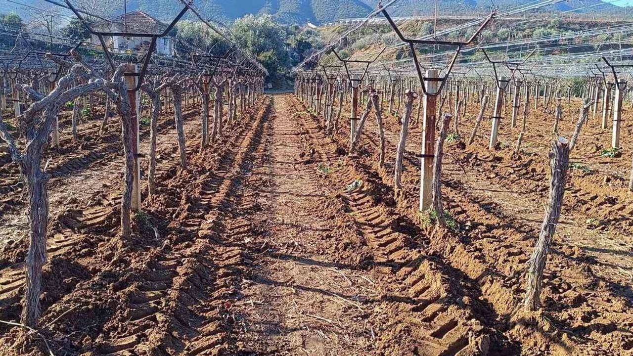 Verim Arttırıcı Yenilik: Thompson Çekirdeksiz Üzüm