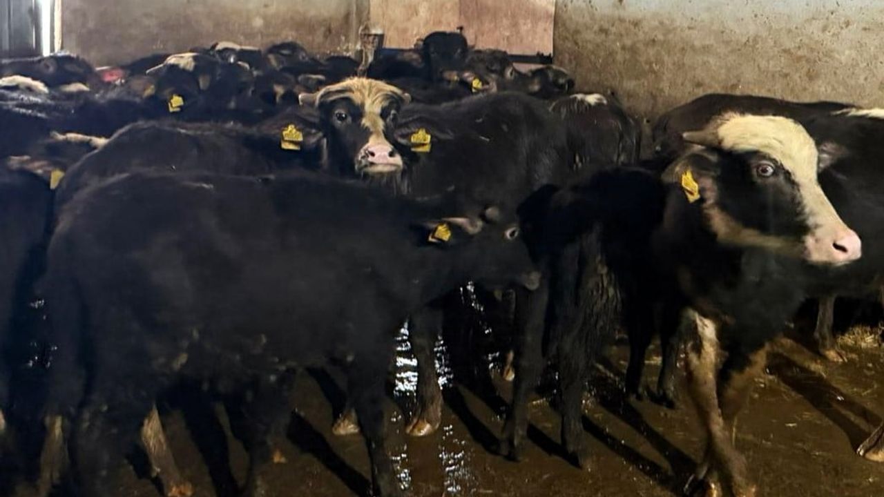 Vize'de Aşılama Çalışmaları Devam Ediyor