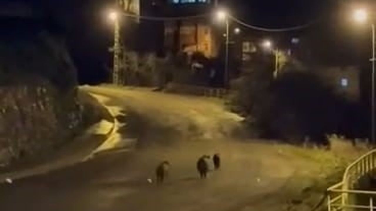 Yaban Domuzları Yerleşim Alanına Girdi