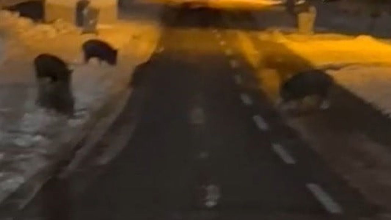 Yaban Domuzları Yerleşime İndi