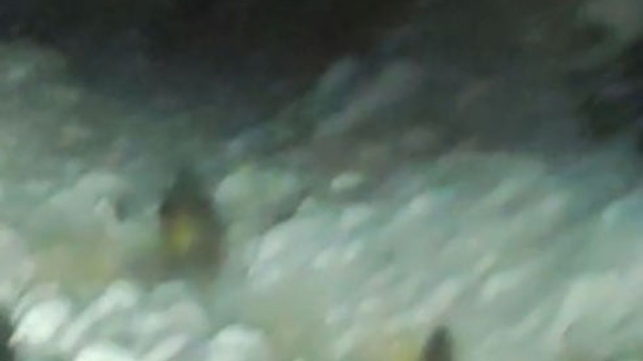 Yaban Domuzu Karayolu Sınırında Görüntülendi