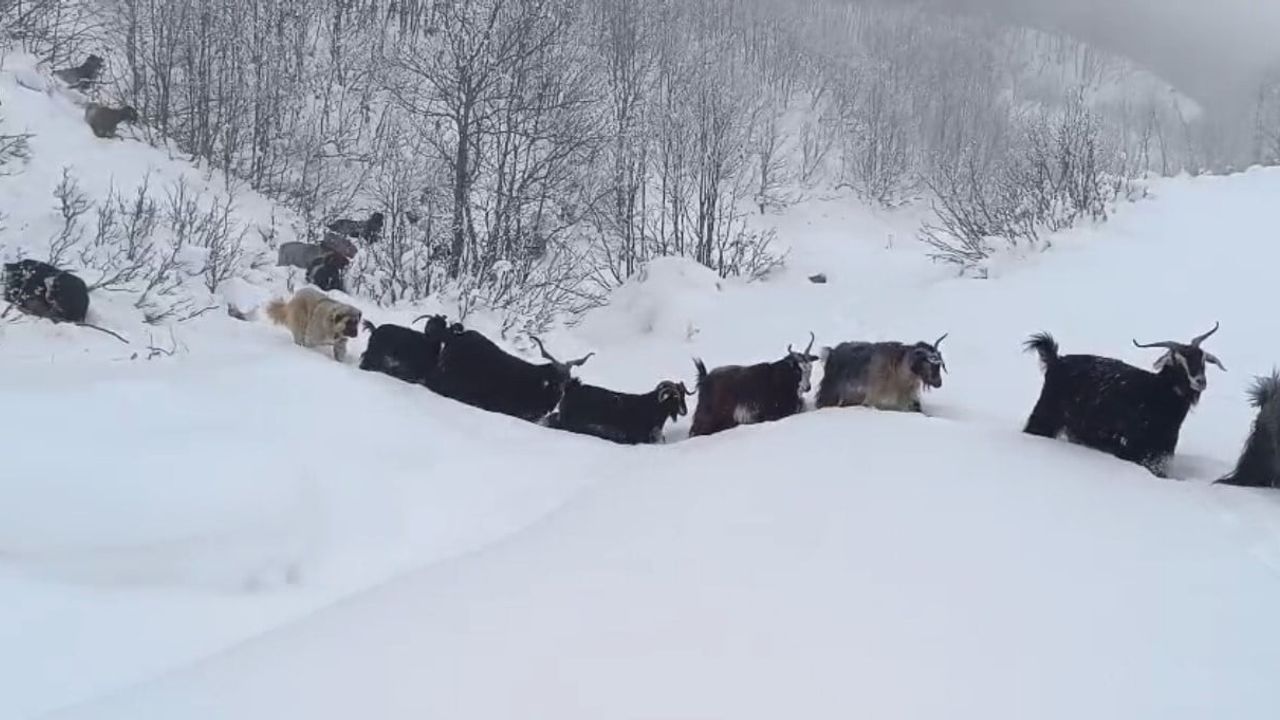 Yaban Domuzu Saldırısı: Çobanın Heyecan Verici Anları