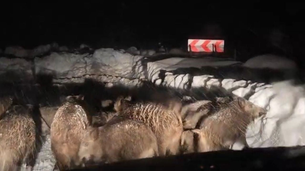 Yaban Domuzu Sürüsü Yol Çalışmasını Engelledi