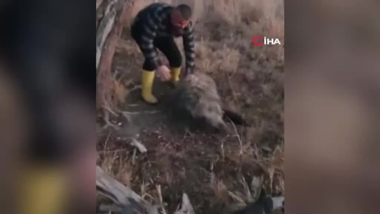 Yaban Domuzunu Ellerimle Yakaladım