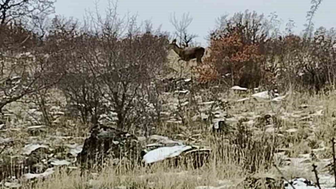 Yaban Geyikleri Güdül'de Kameralara Yansıdı