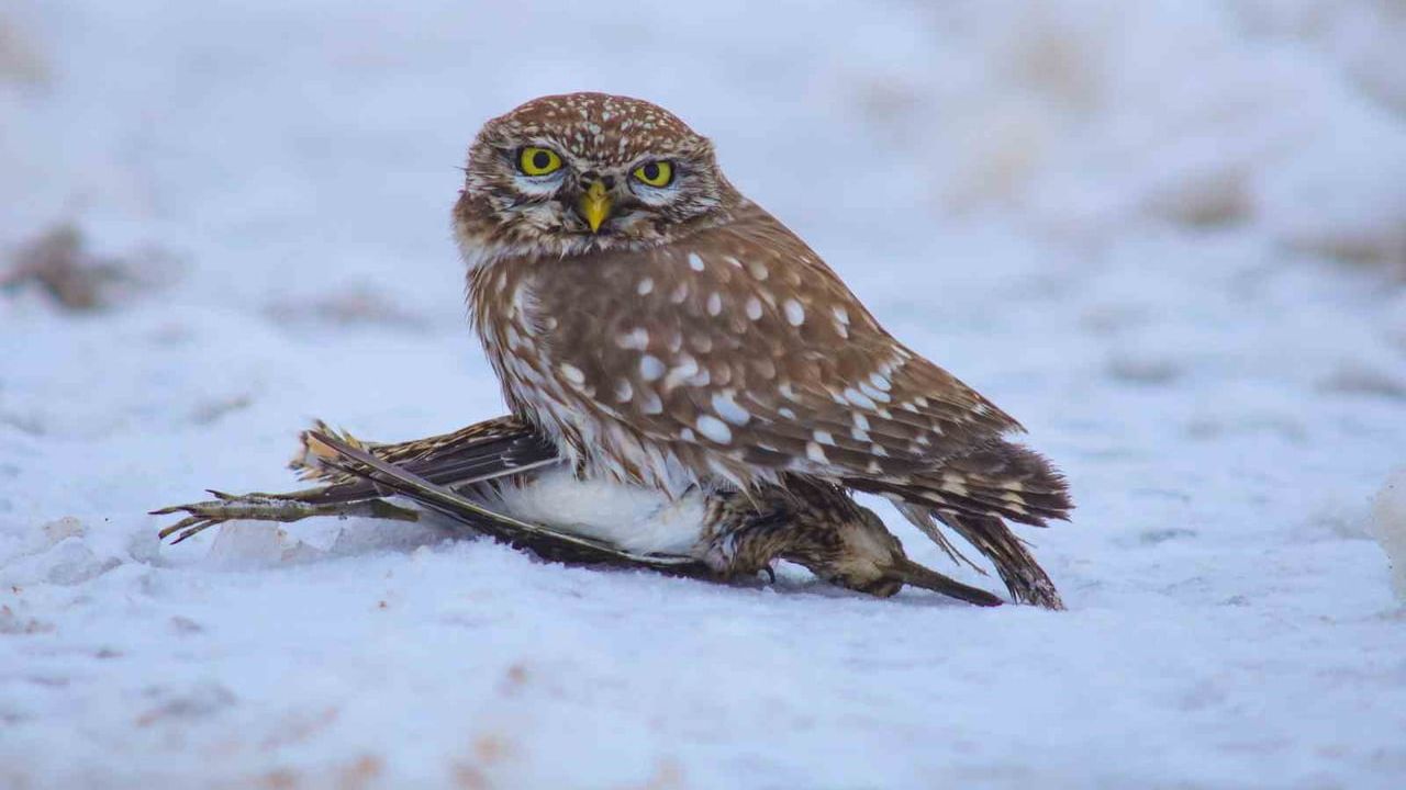 Yaban Hayatında Sert Kış Mücadelesi
