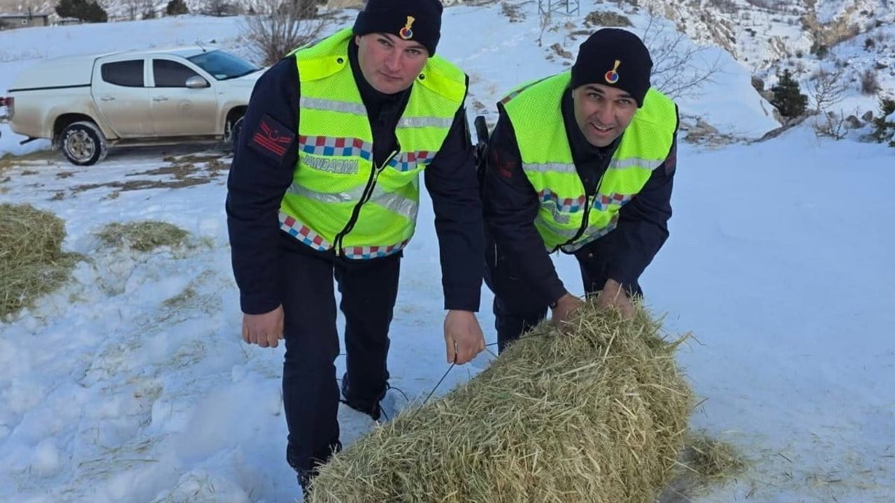 Yaban Hayvanlarına Destek: Doğada Yem Bırakma Çalışmaları