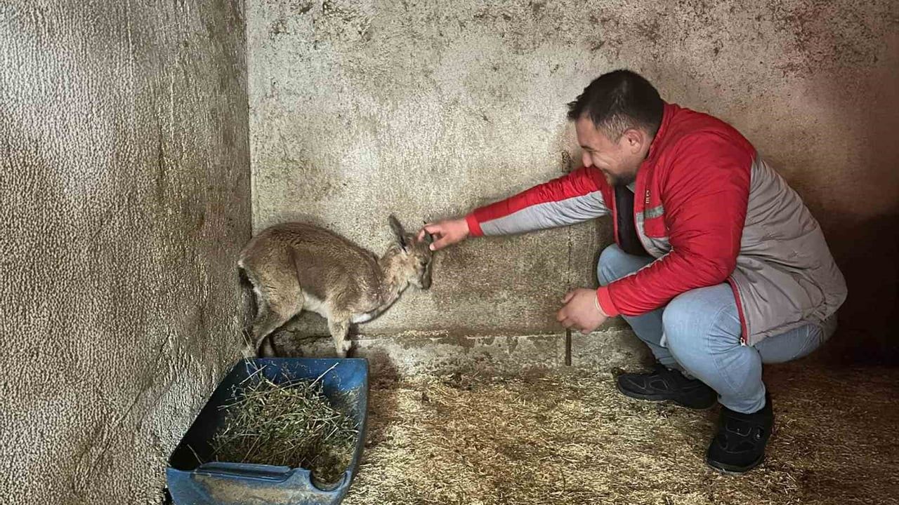 Yaban Keçisi Tedavi Altında