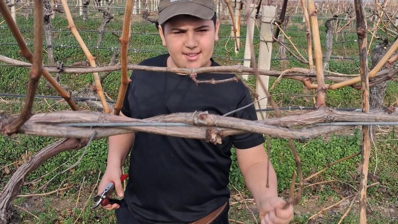 Yağmurun Ardından Sarıgöl’de Üzüm Üreticileri Harekete Geçti