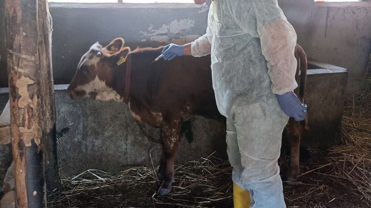 Yalova'da Hayvan Sağlığına Yönelik Yoğun Çalışmalar