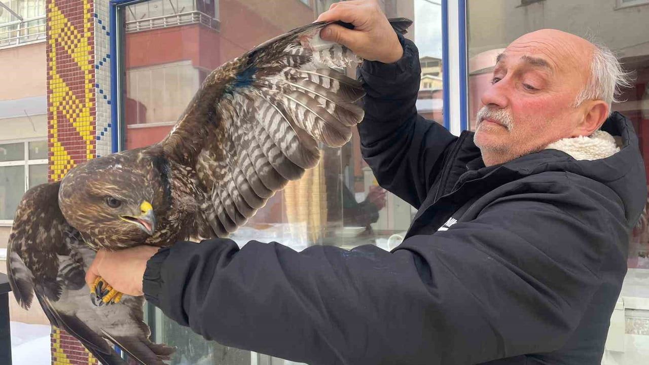 Yaralı Boz Şahin Kazandı: Doğa Koruma Ekipleriyle Hayata Döndü
