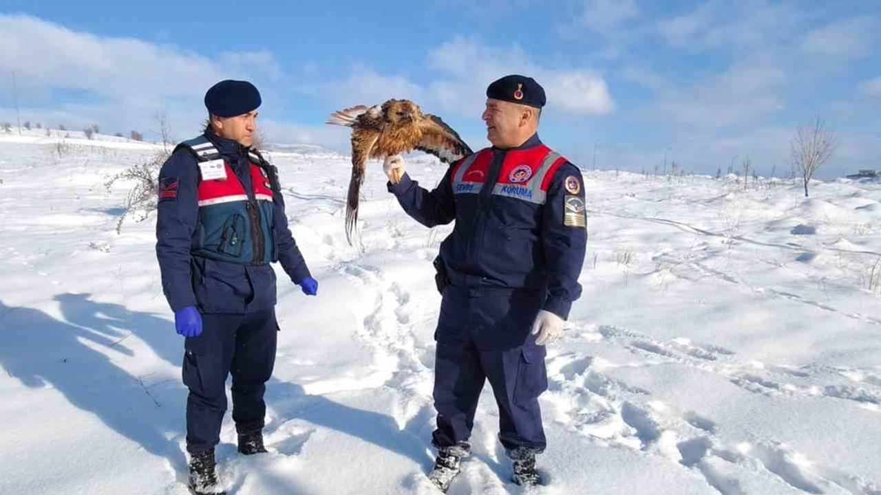 Yaralı Kızıl Şahin Koruma Altına Alındı