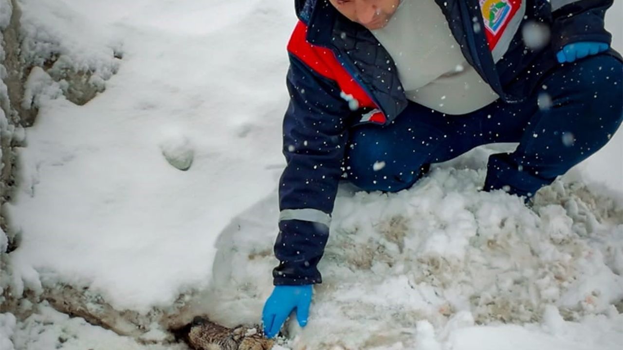 Yaralı Kurt Tedavi Altında