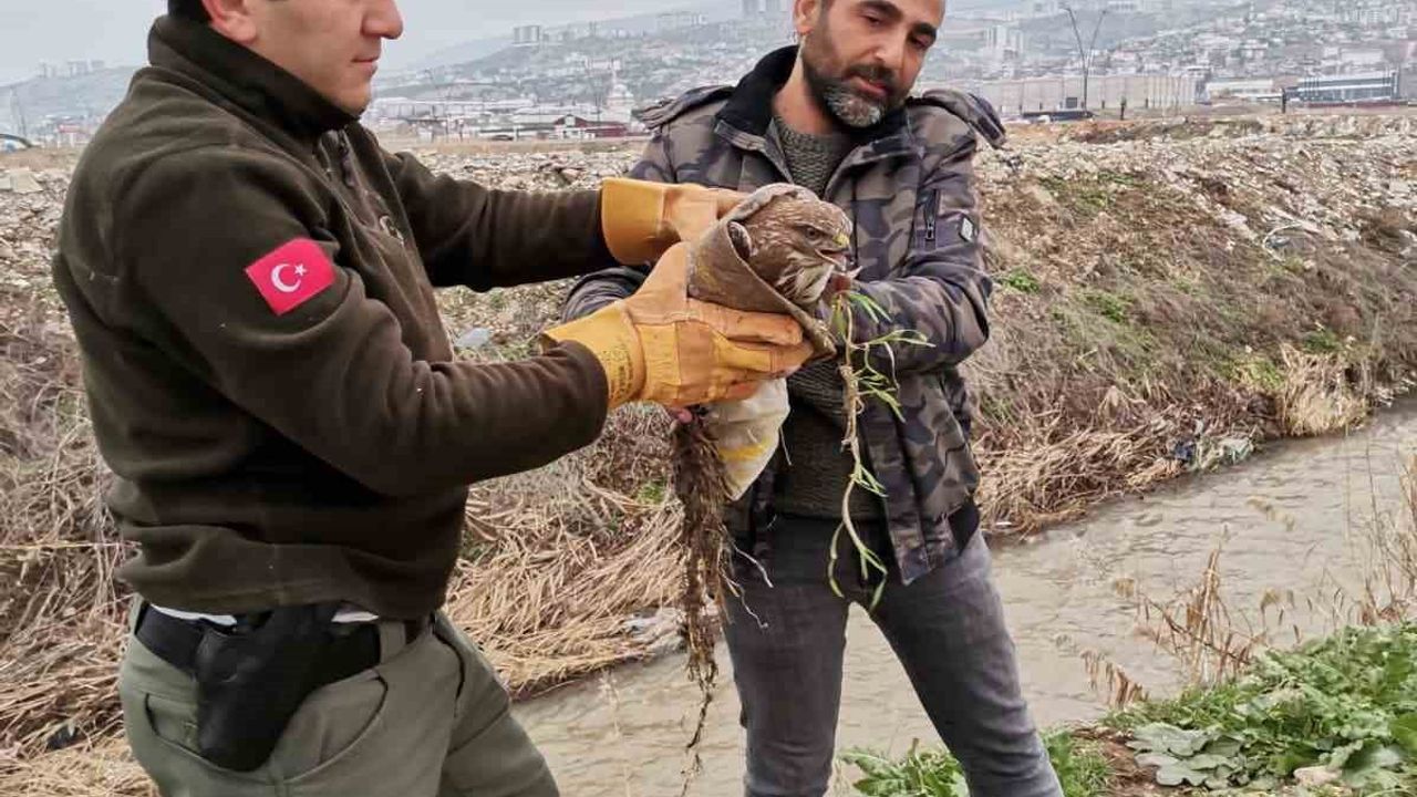 Yaralı Şahin Kahramanmaraş'ta Kurtarıldı