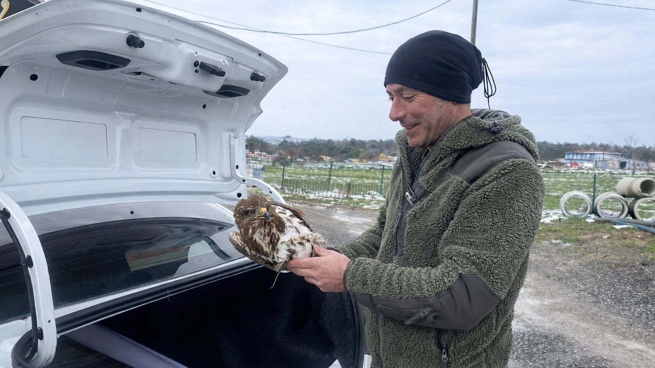 Yaralı Şahin Muratlı'da Kurtarıldı