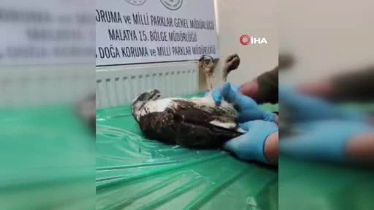 Yaralı Şahin Sağlığına Kavuştu, Doğaya Salındı