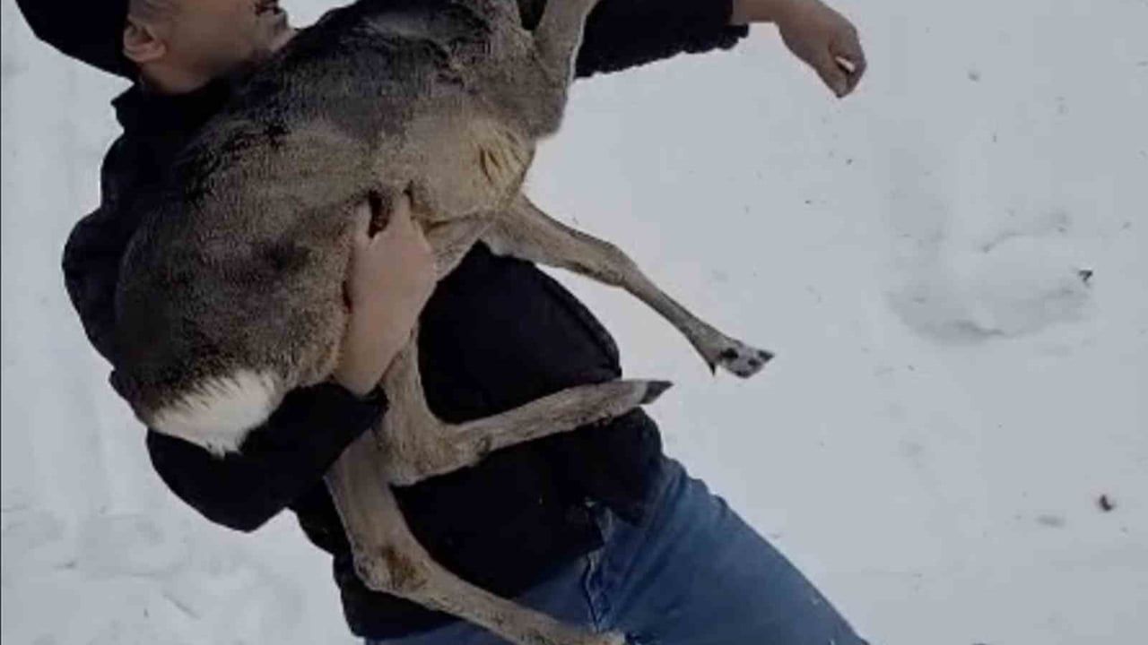 Yaralı Yavru Karaca Düzce’de Kurtarıldı