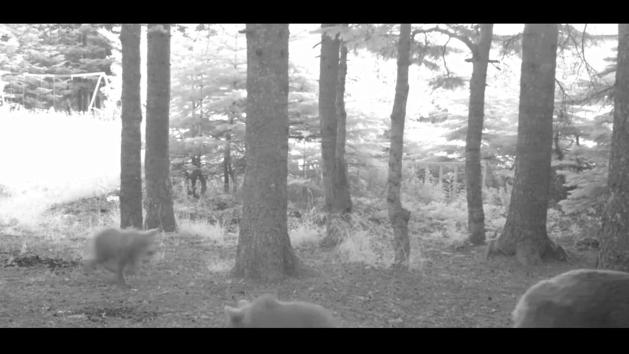 Yavru Ayı Ailesinin Peşinden Zıpladı