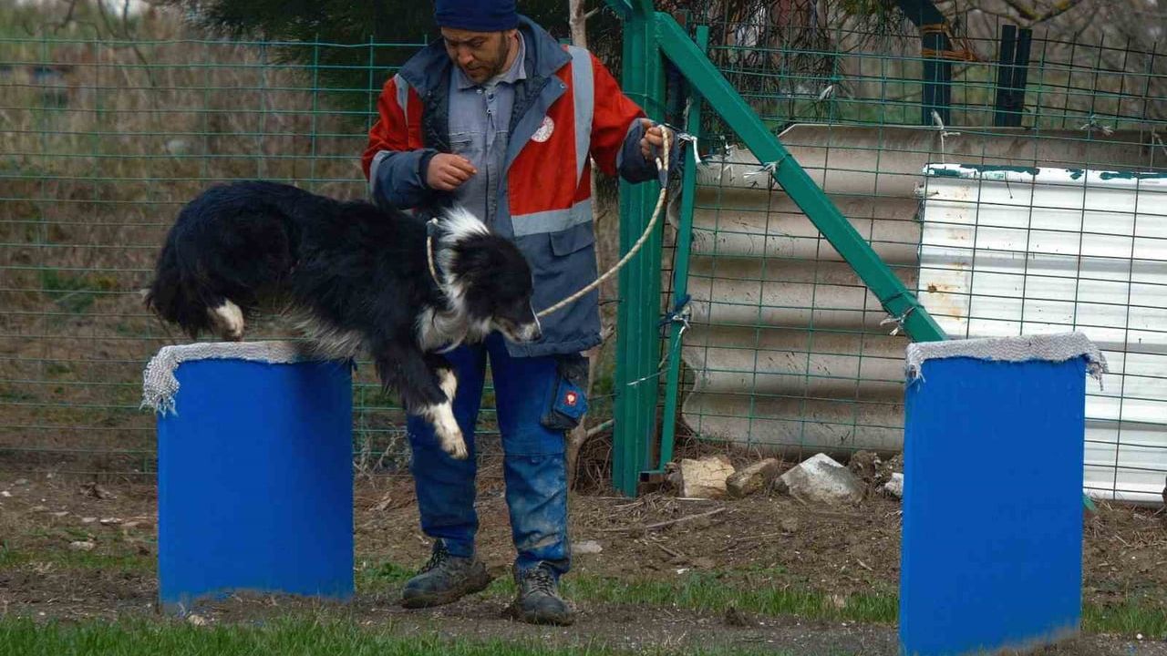 Yeni Çoban Dostu: Border Collie