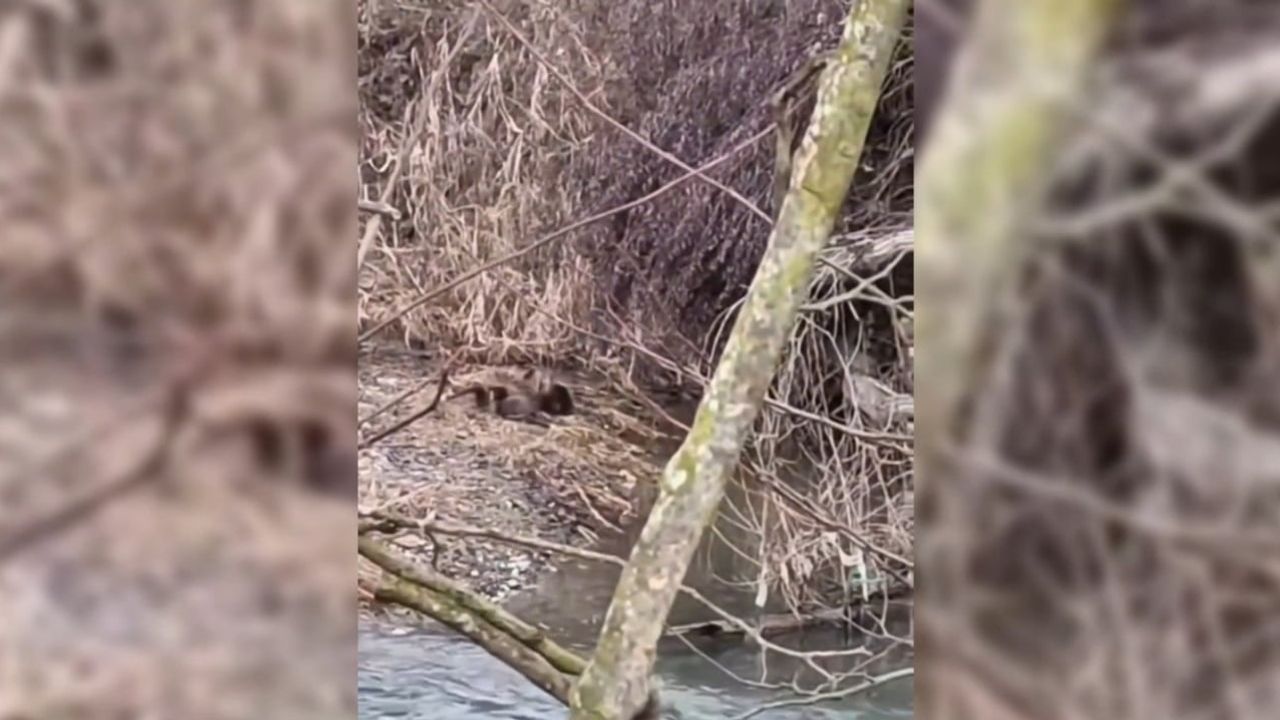 Yerli Su Samurları Sinop'ta Görüntülendi