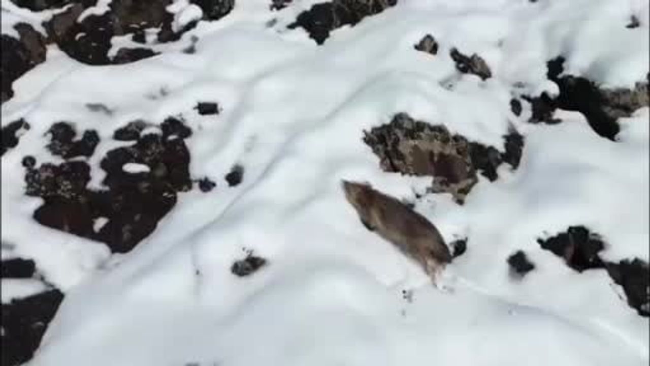 Yiyecek Arayan Kurt Dronla Görüntülendi