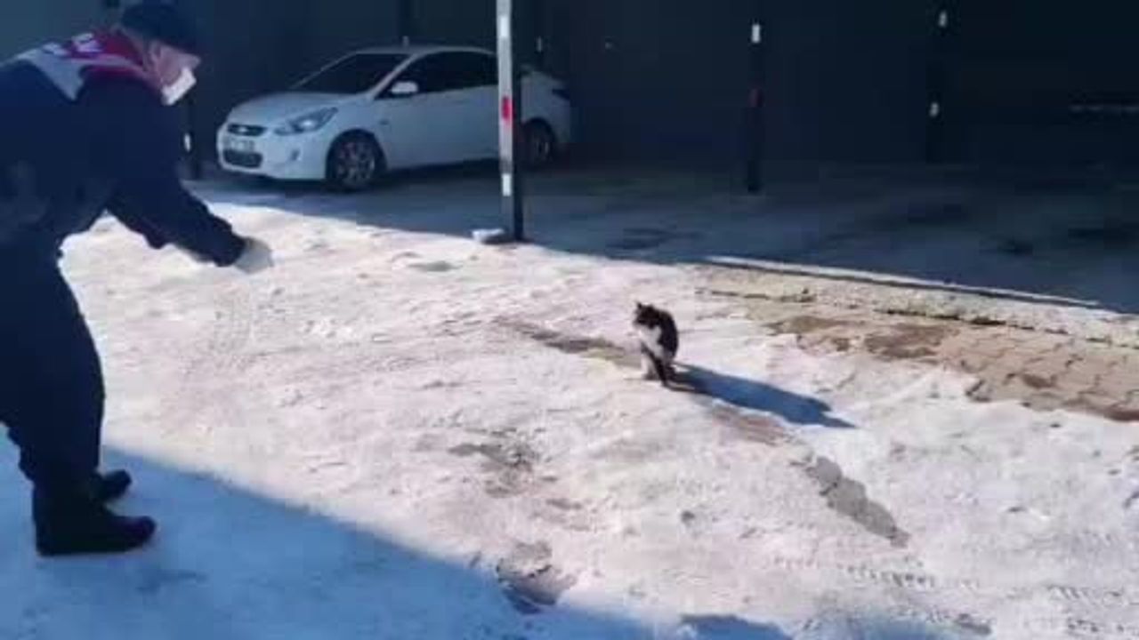 Yozgat'ta Yaralı Kedi Kurtarıldı