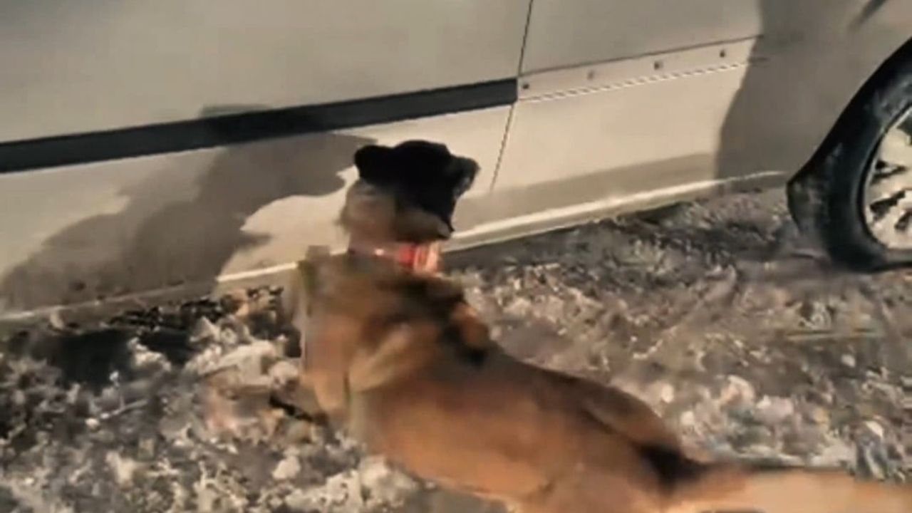 Yüksekova'da 30 Kilogram Skunk Ele Geçirildi